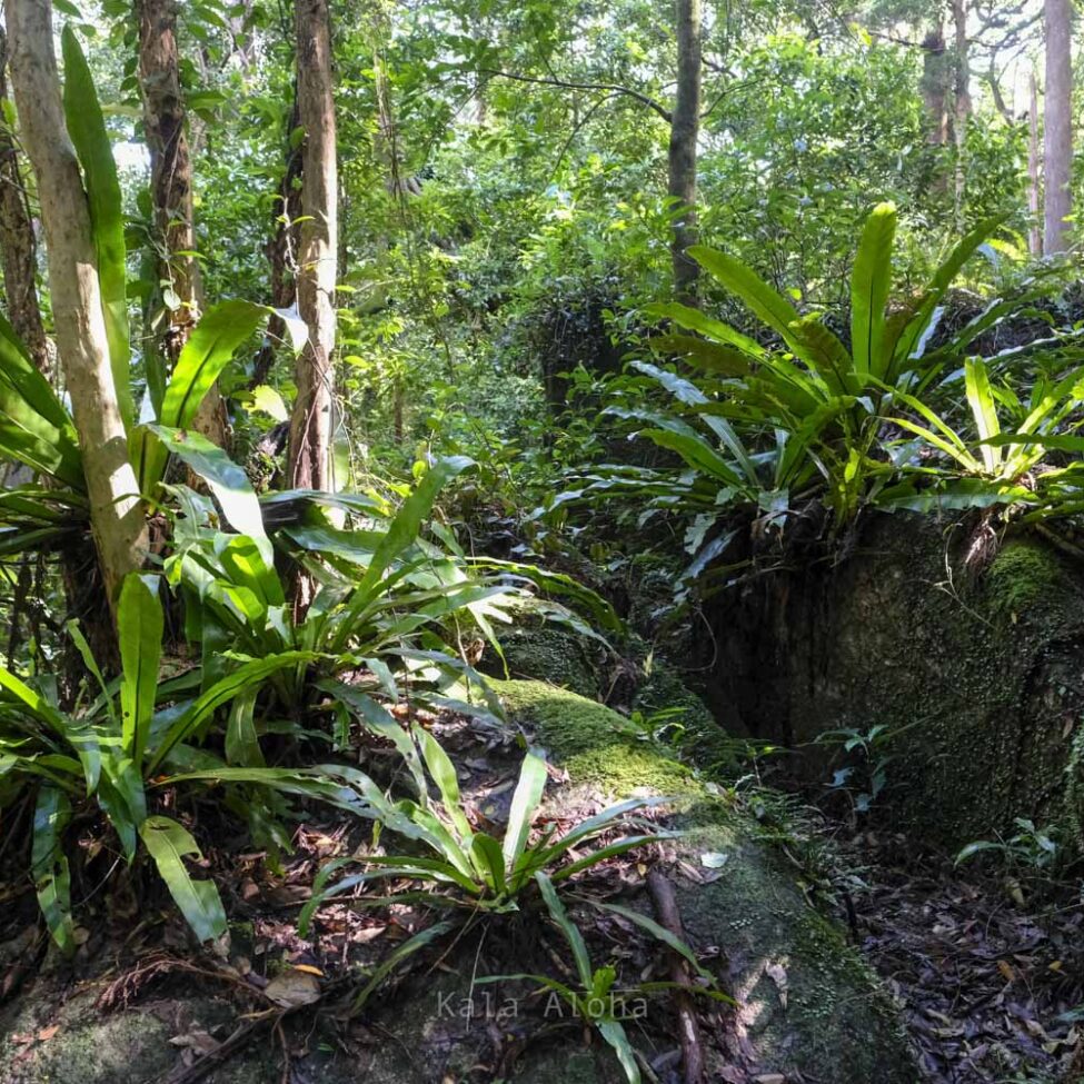 尾之間自然散策路